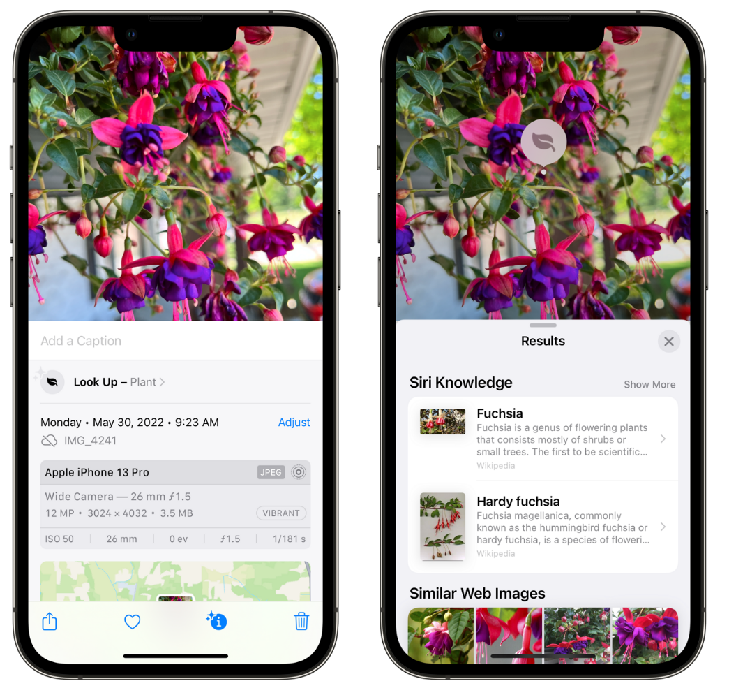 盐都苹果手机维修分享小技巧：使用 iPhone 相机识别花卉植物 